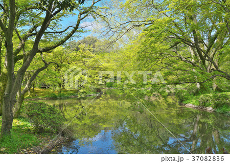新緑の森 37082836