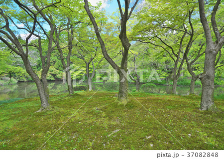 新緑の森 37082848