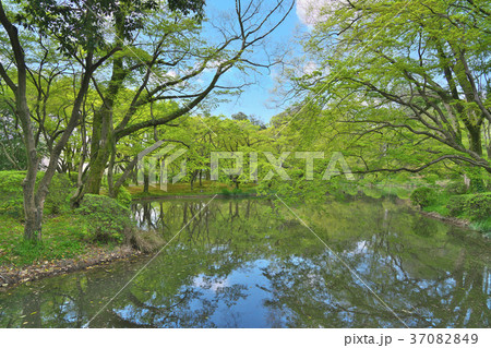 新緑の森 37082849