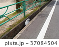 U字溝のネコ U字溝のネコ 37084504