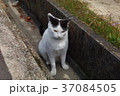 U字溝の猫 U字溝の猫 37084505