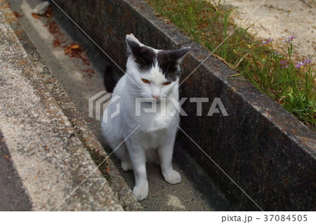 U字溝の猫 U字溝の猫 37084505