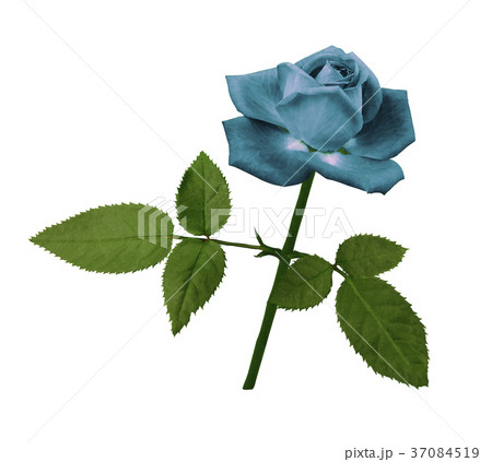 A flower of a turquoise rose on a green stem  37084519