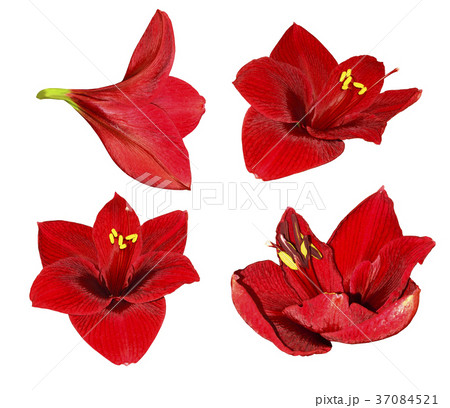 Set red Gippeastrum. Flowers on a white isolated 37084521
