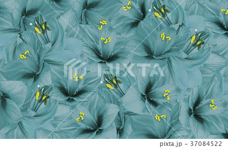 Floral  turquoise background of flowers hippeastru 37084522
