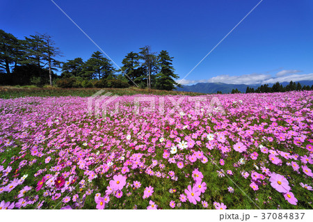 アキザクラ コスモ コスモス 37084837