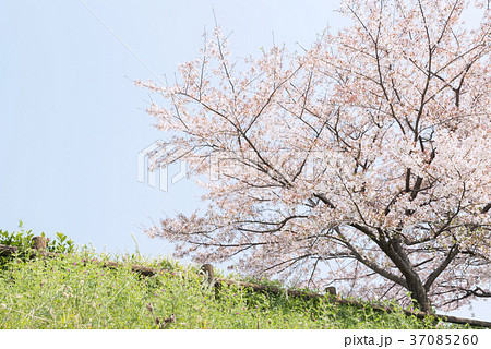 水無瀬川沿いの桜 37085260