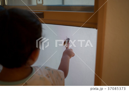 2 years old 2 years old 37085373