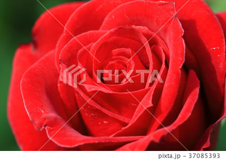 横浜イングリッシュガーデン バラ 赤色 横浜イングリッシュガーデン バラ 赤色 37085393