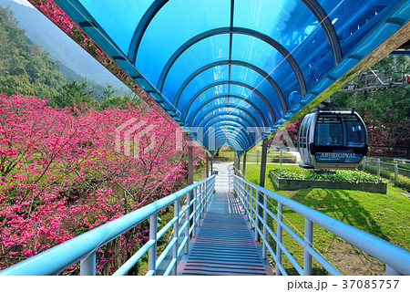 花 フラワー お花 37085757