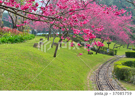 花 フラワー お花 37085759