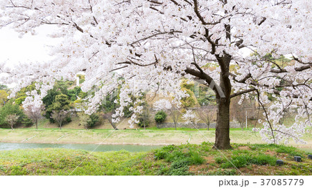 ニテコ池の桜 ニテコ池の桜 37085779