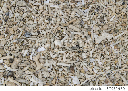 サンゴのビーチ 37085920