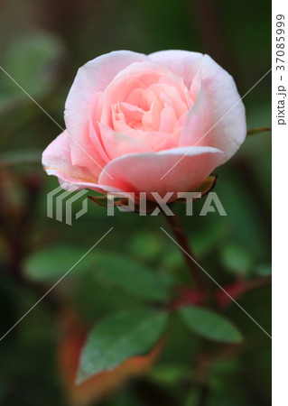 横浜イングリッシュガーデン バラ ピンク色 横浜イングリッシュガーデン バラ ピンク色 37085999