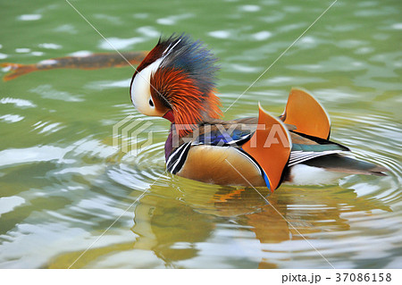 オシドリ おしどり 鴛鴦 37086158