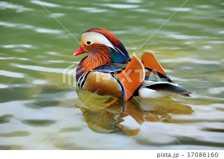 オシドリ おしどり 鴛鴦 37086160