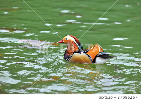 オシドリ おしどり 鴛鴦 37086267