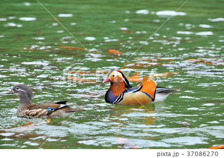 オシドリ おしどり 鴛鴦 37086270