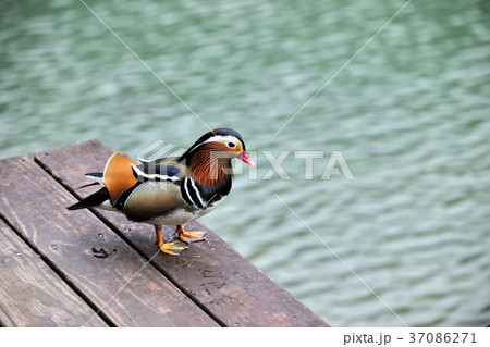 オシドリ おしどり 鴛鴦 37086271