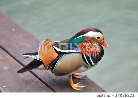 オシドリ おしどり 鴛鴦 37086272