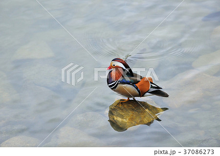 オシドリ おしどり 鴛鴦 37086273
