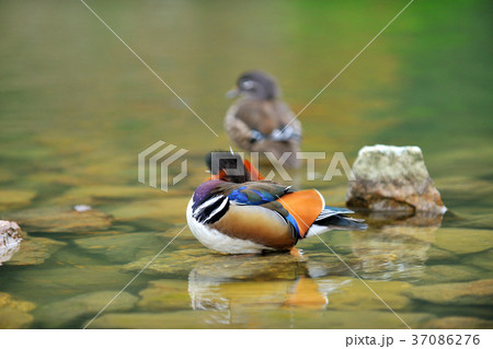オシドリ おしどり 鴛鴦 37086276