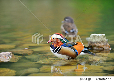 オシドリ おしどり 鴛鴦 37086277