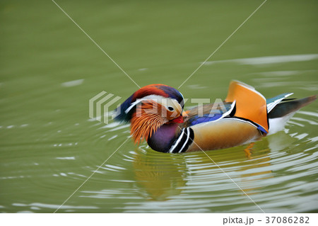 オシドリ おしどり 鴛鴦 37086282