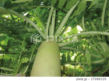 冬の大根畑 37086526