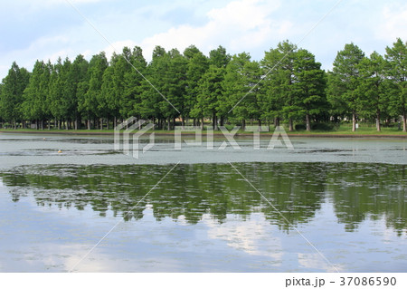新緑の水元公園と三郷公園 37086590