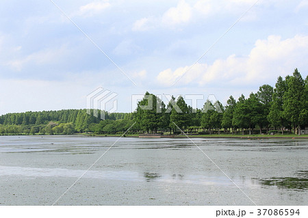 新緑の水元公園と三郷公園 新緑の水元公園と三郷公園 37086594