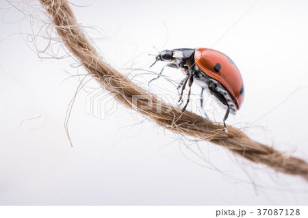 Beautiful red ladybug walking on a thread Beautiful red ladybug walking on a thread 37087128