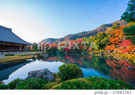 京都 天龍寺の紅葉 京都 天龍寺の紅葉 37087261