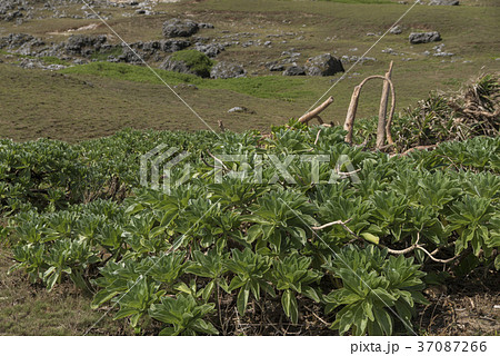 モンパノキ(高那崎) モンパノキ(高那崎) 37087266
