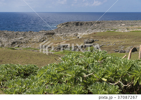 モンパノキ（高那崎） 37087267