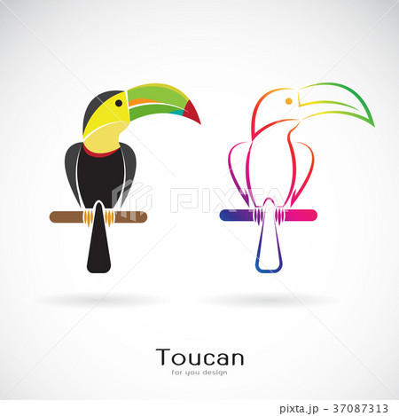 Vector of toucan bird design. Wild Animals. 37087313