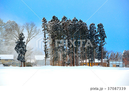 白鳥飛来地鶯野の冬景色 37087339