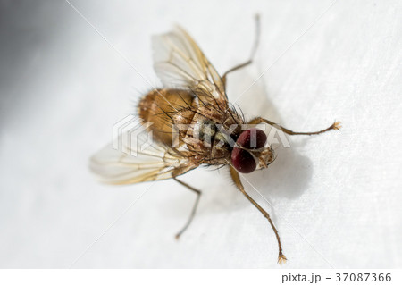 fly in the nature fly in the nature 37087366