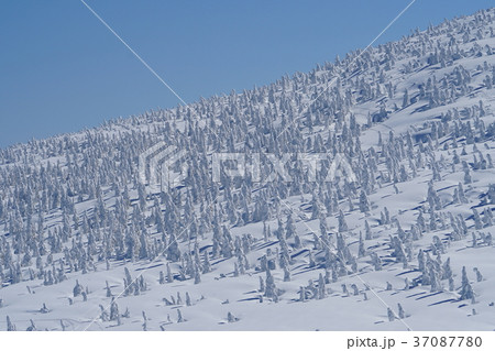 厳冬期の森吉山。スノーモンスターが乱立する雪原 37087780