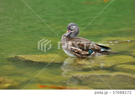 オシドリ おしどり 鴛鴦 37088272