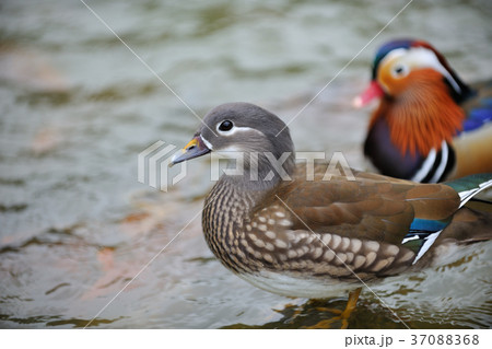 オシドリ おしどり 鴛鴦 37088368