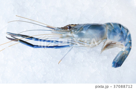 Raw Shrimps 37088712