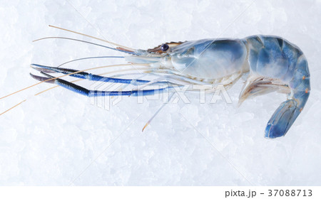 Raw Shrimps Raw Shrimps 37088713