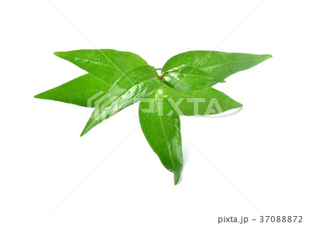 Leaves kesum or persicaria odorata Leaves kesum or persicaria odorata 37088872