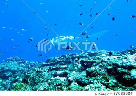 マンタ マンタ 37088904