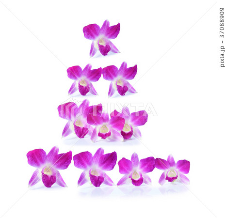 Purple orchid 37088909