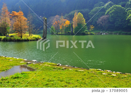 木 ツリー 樹 37089005