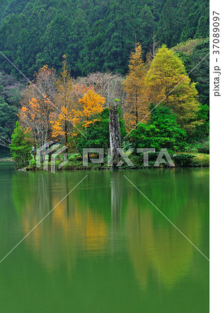 木 ツリー 樹 37089097