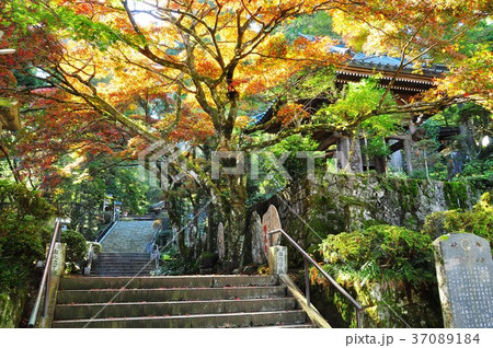 大雄山最乗寺山内の紅葉 37089184