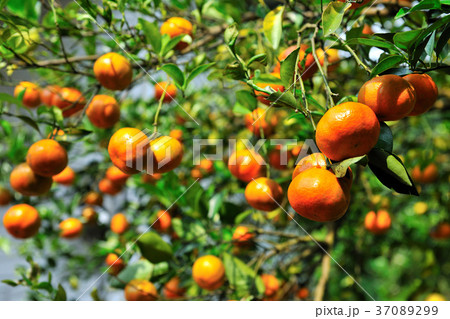 オレンジ色 オレンジ 橙 37089299